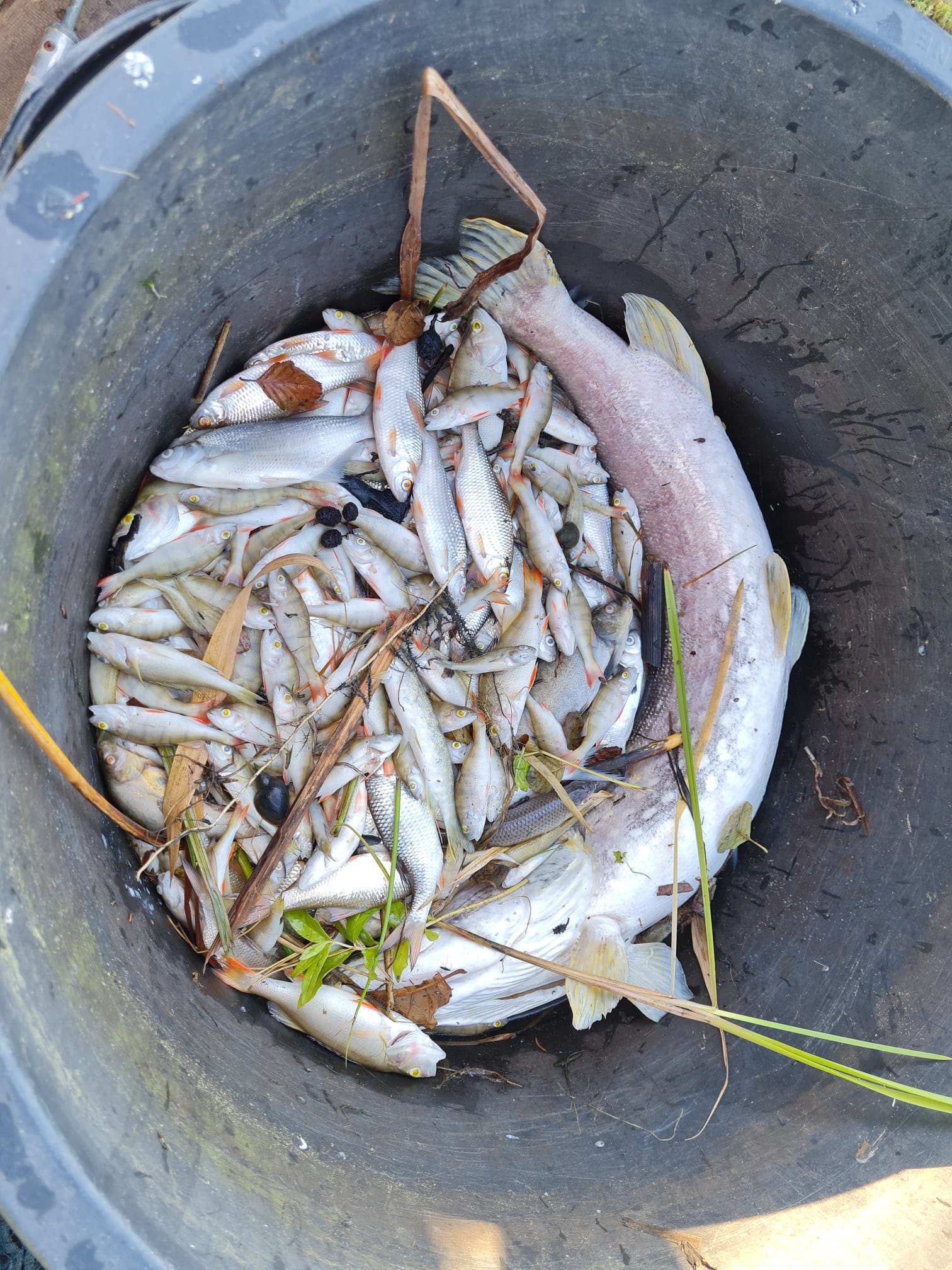 Sauerstoffmangel 2023